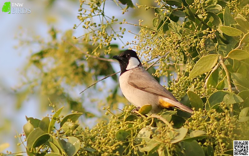 White-eared Bulbul